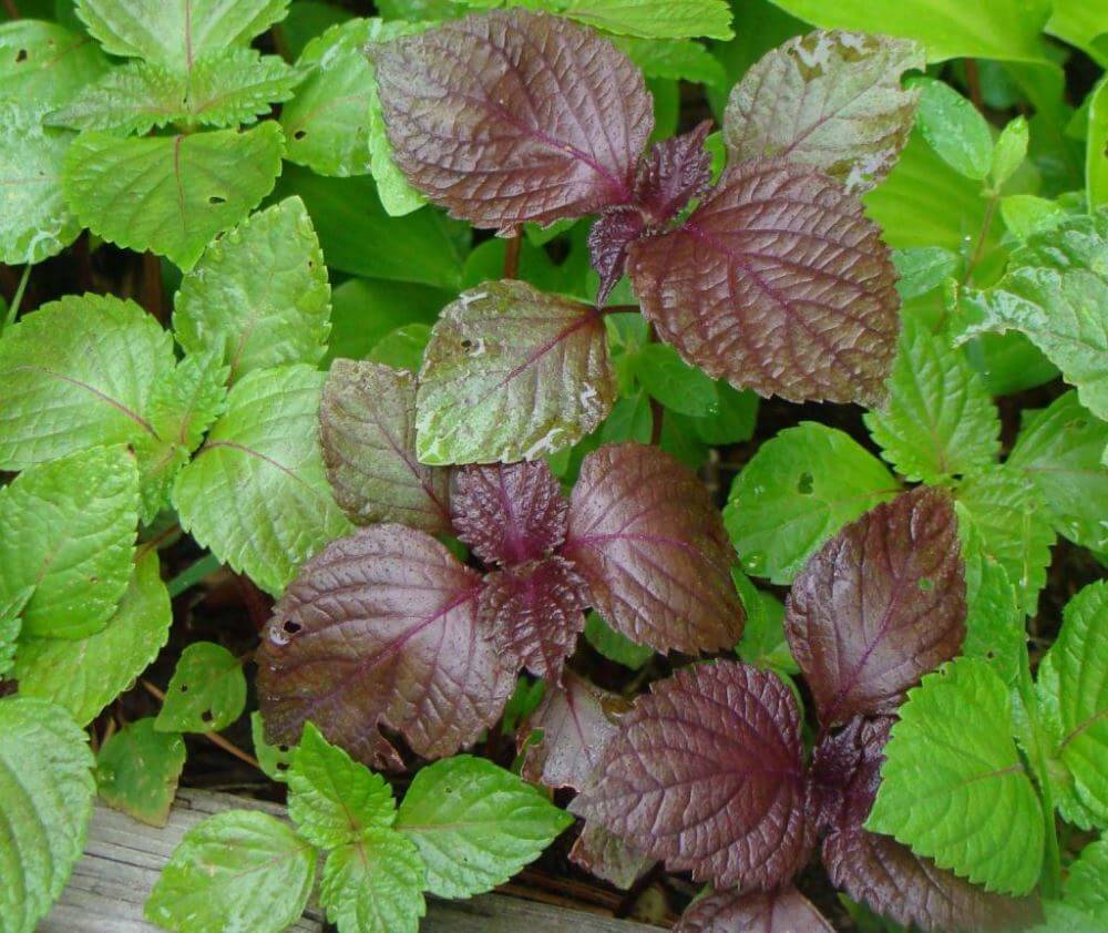 Буролистка: історія, ботанічний опис та унікальні особливості