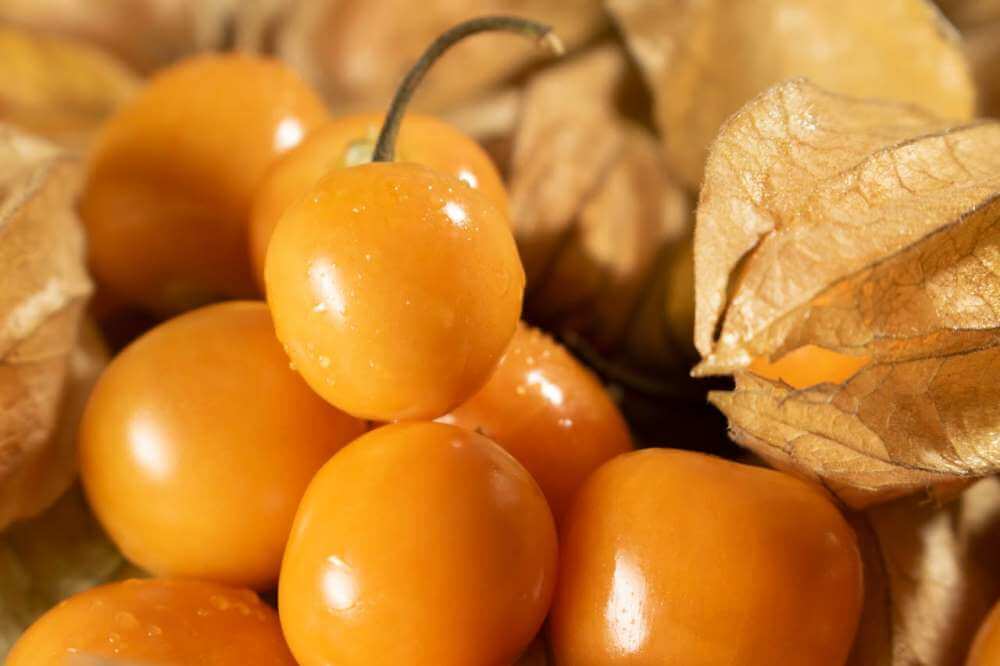 Фізаліс: яскраві ліхтарики саду та кулінарна екзотика