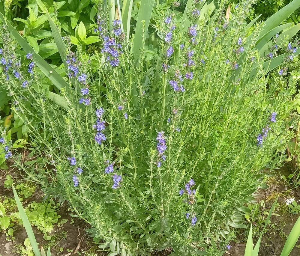 Иссоп: история, ботаническое описание и основные виды