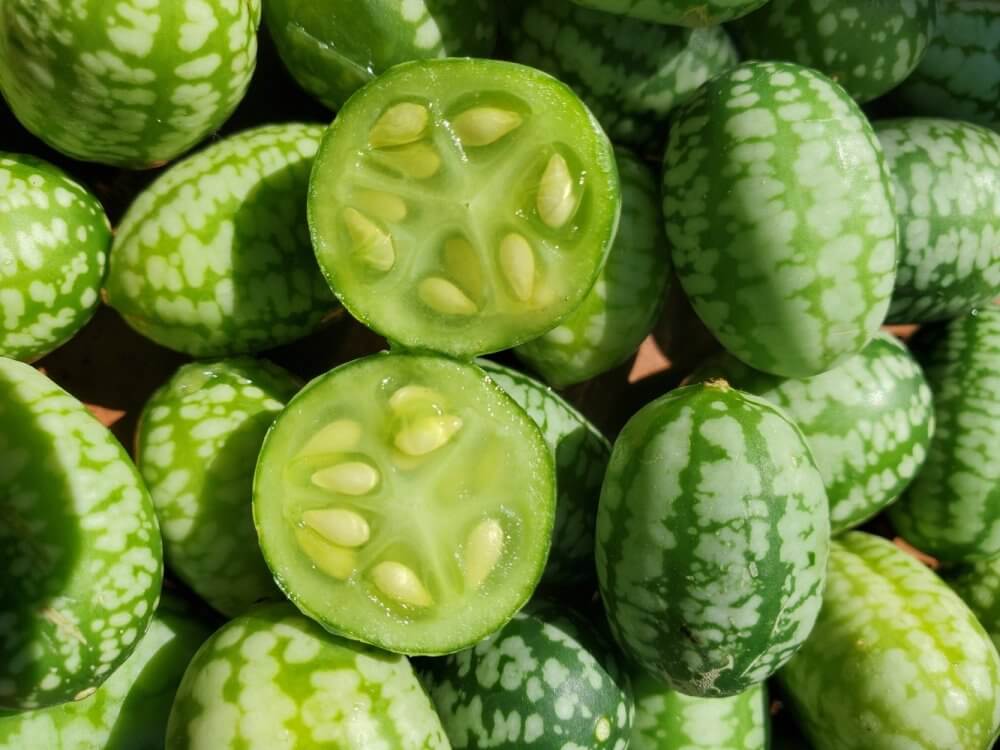 Мелотрія — міні-огірочки для вашого городу: вирощування та види