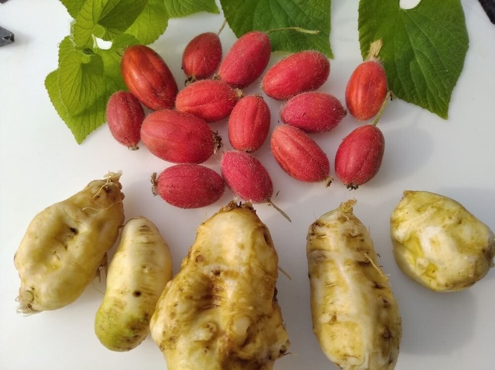 Тладіанта: незвичний екзот на вашій ділянці