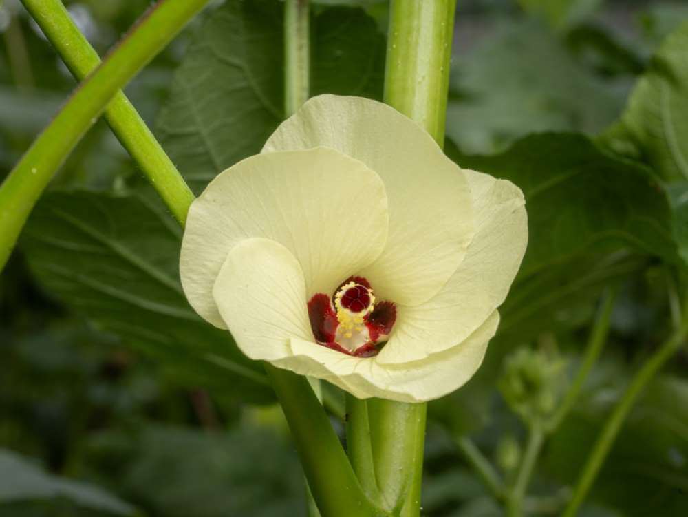 Бамия: экзотическое растение, которое удивит ваш огород