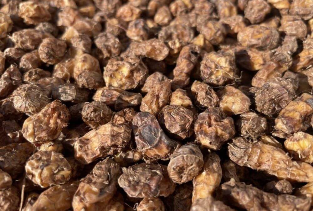 Чуфа: земляний мигдаль і його секрети