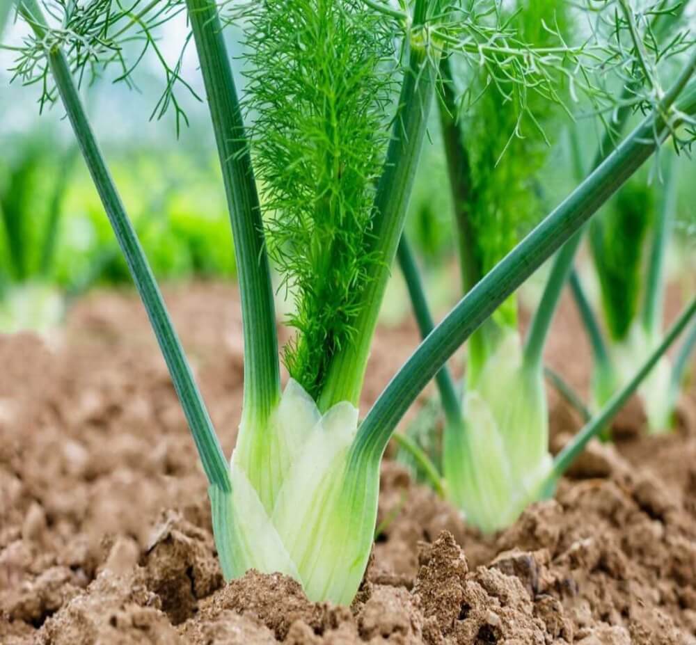 Выращивание фенхеля: секреты успешного ухода