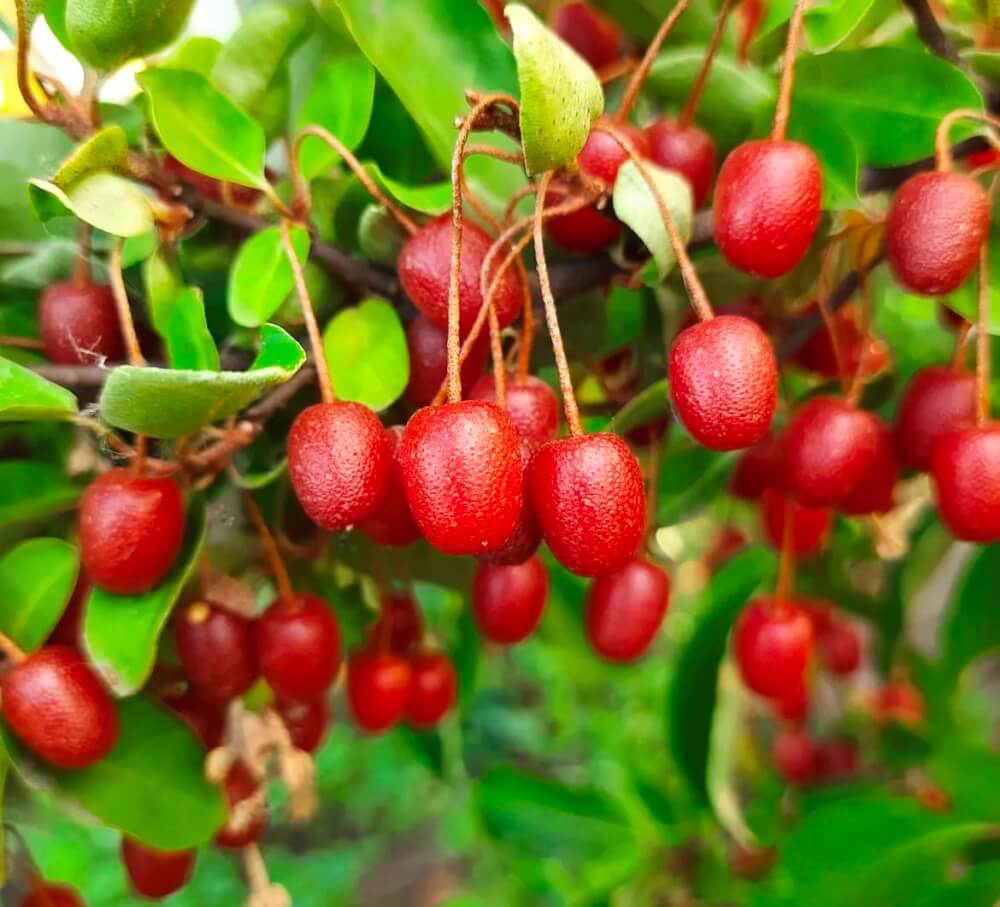 Секрети посадки гумі: як створити ідеальні умови для японського дива